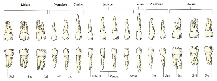 دندان های انسان بالغ